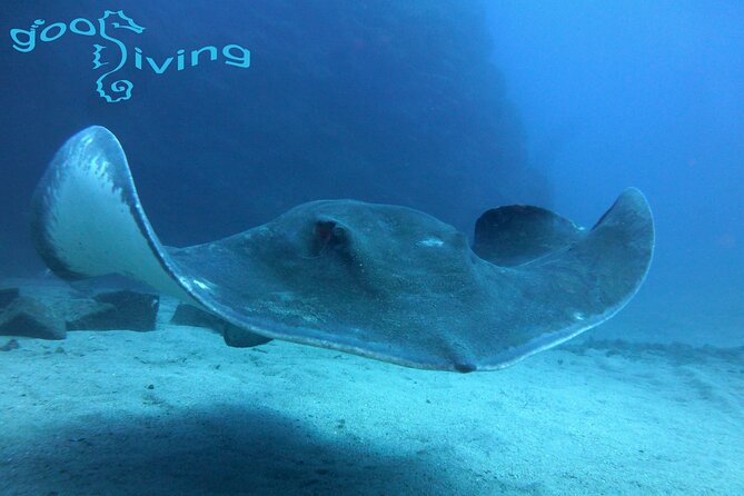 Dives Packages With Transfers in Tenerife - Good To Know