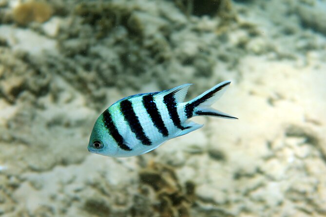 Diving in Koh Tao - Good To Know