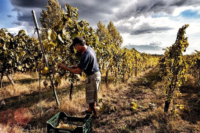 Divino Vesuvio - Wine Tasting on the Slopes of Mount Vesuvius From Naples