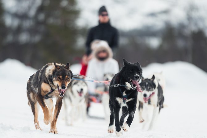 Dog Sled Tour and Puppy Cuddles