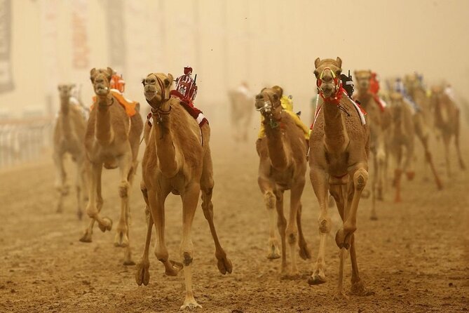Doha Qatar Camel Race Track Visit West Coast Natural Attractions
