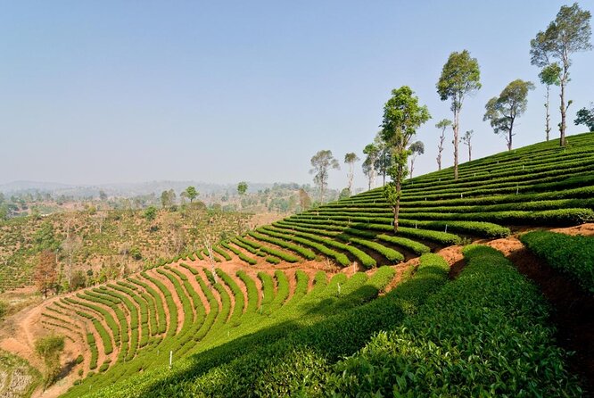 Doi Mae Salong and Mae Sai Explored