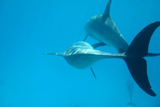 Dolphin House - Good To Know