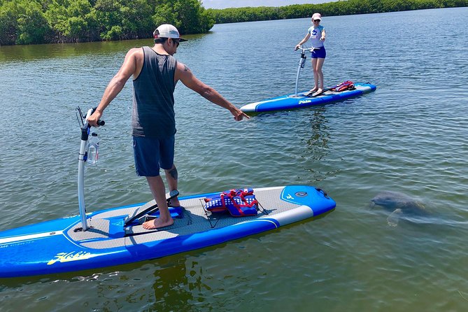 Dolphin & Manatee Watching Stand Up Pedalboarding Tour