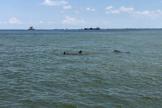Dolphin Sightseeing Tour With Guide - Good To Know