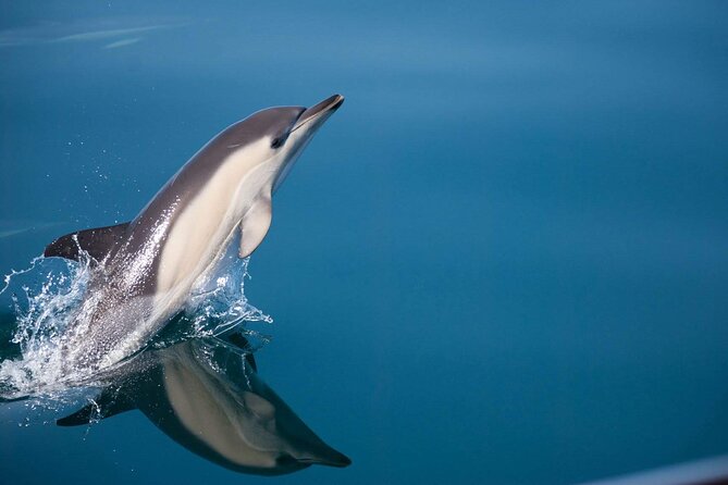 Dolphin Watching Adventure in Estepona Bay - Good To Know