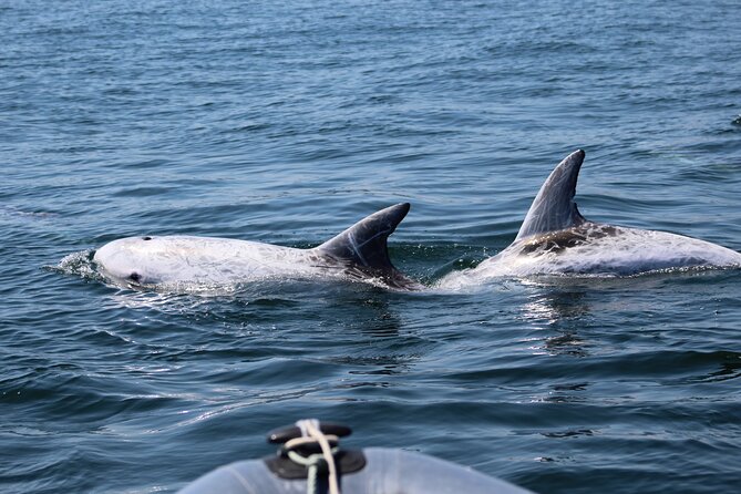 Dolphin Watching Along the Algarve Coast