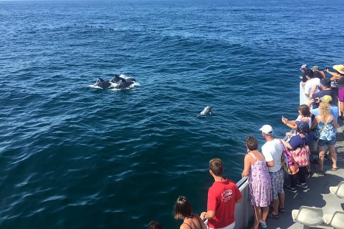 3 Best Dolphin Watching Tours In Cape May