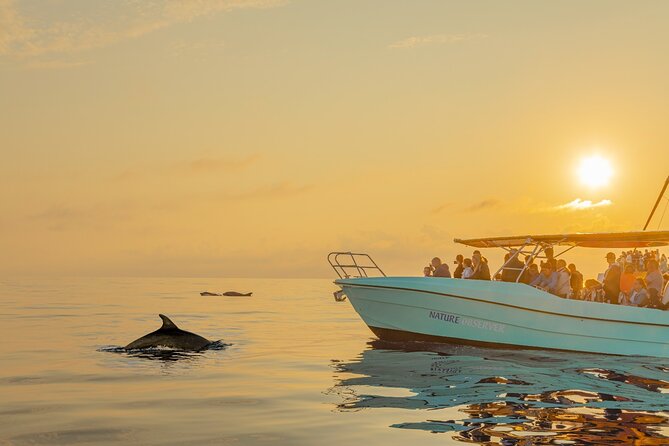 Dolphin Watching by Boat - Good To Know