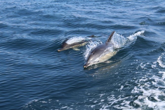 Dolphin Watching From Lagos - Pricing and Booking
