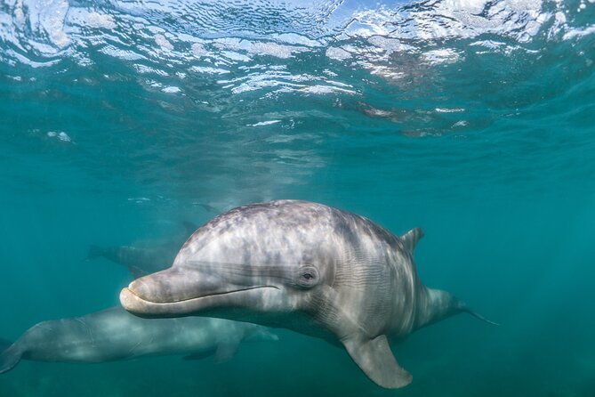 Dolphin Watching Half-Day Cruise From Lagos - Good To Know