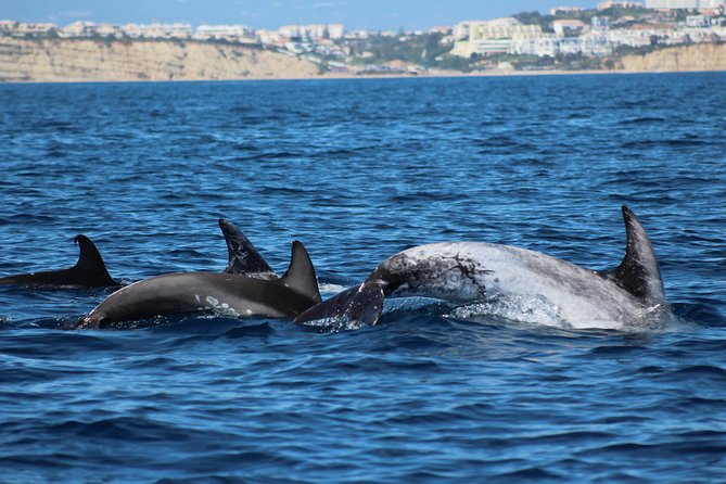 Dolphin-Watching in Marina De Lagos - Inclusions and Logistics