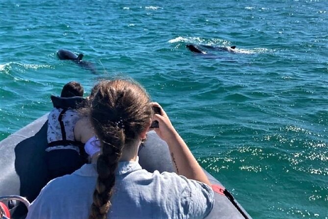 Dolphin Watching in Setúbal - Whats Included in the Dolphin Watching Activity