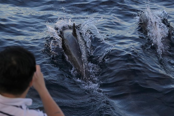 Dolphin & Whale Watching Sunset Cruise - Good To Know