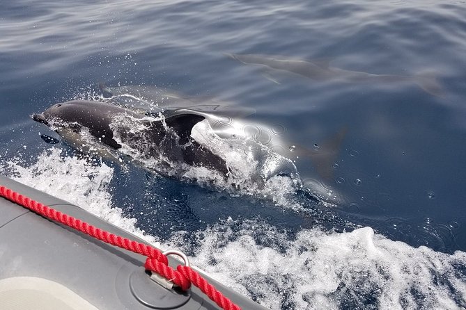 Dolphins and Caves Albufeira Marina Tour - Overview of the Albufeira Marina Tour
