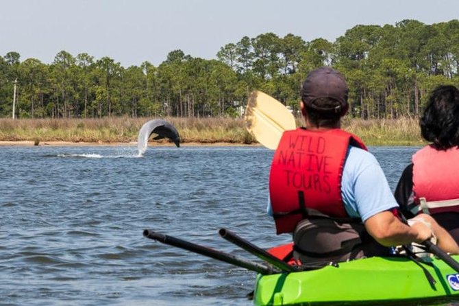 Dolphins and Wildlife Kayak Experience From Gulf Shores