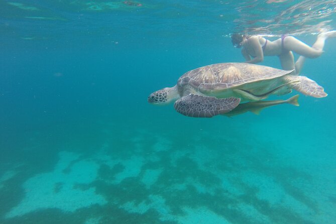Dolphins, Coral Reefs, Caribbean Coast