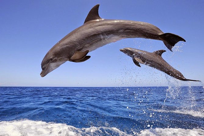 Dolphins Island Cruise - Good To Know