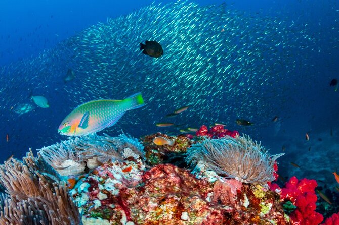 Dominica Mega Bite Volcano Snorkeling Tour