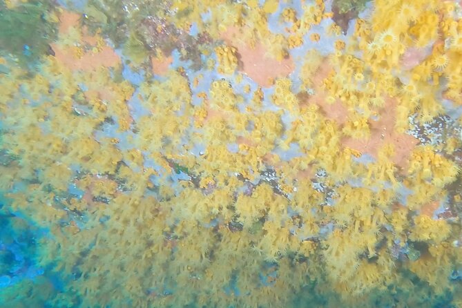 Double Dive in the Capo Carbonara Marine Protected Area, for Patents.