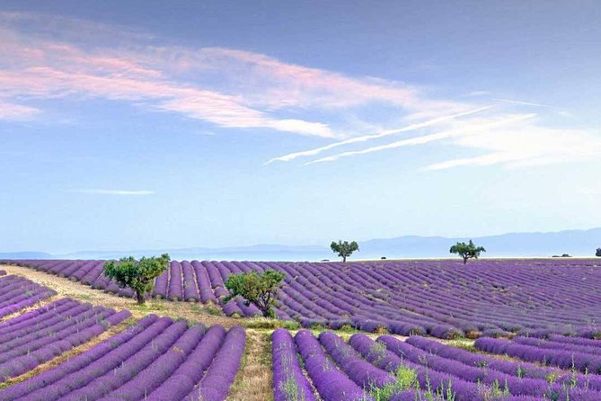 Dream of Women Lavender Fields and Lunch in Provence - Good To Know