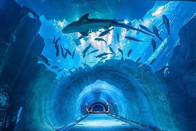 Dubai Aquarium & Underwater Zoo Tickets