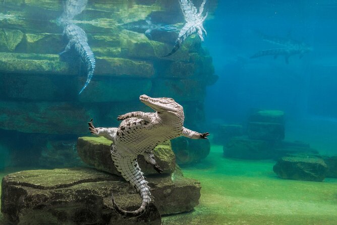 Dubai Crocodile Park Ticket With Transfers - Additional Information