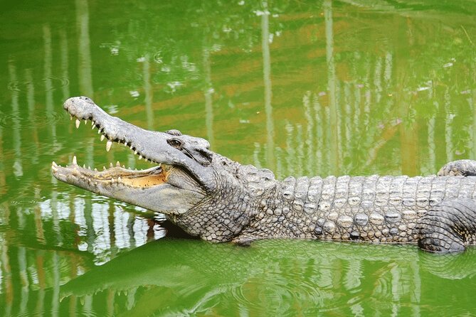 Dubai Crocodile Park - Good To Know