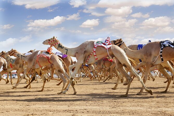Dubai Royal Camel Race With Prime Seats & Short Camel Ride - Good To Know