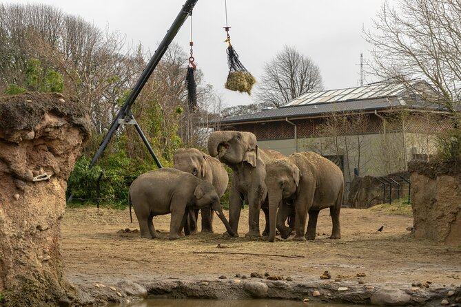 Dublin Zoo Skip-the-line Tickets and Private Transfers - Private Transfer Options