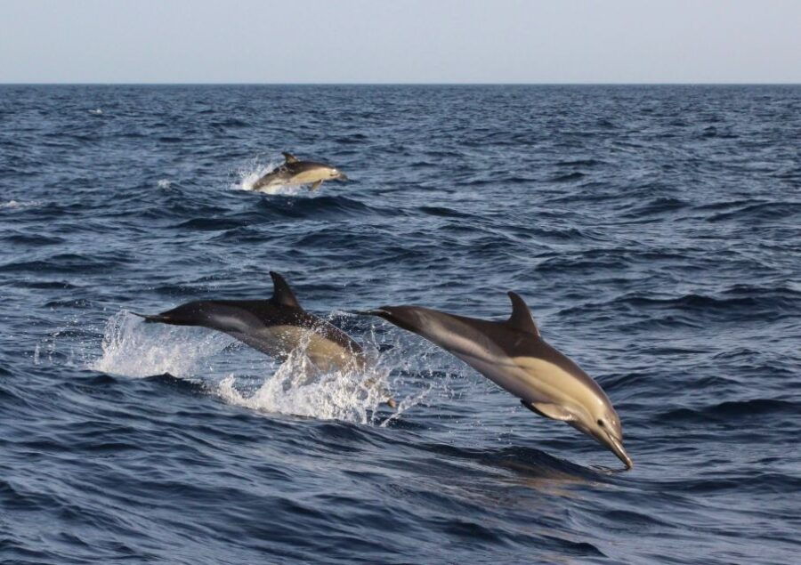 Dumaguete: Dolphin Watching & Manjuyod Sandbar Private Tour