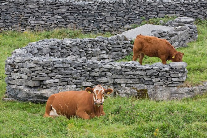 E-Bike on Inishbofin Island, Connemara Coast. Self Guided. Full Day.