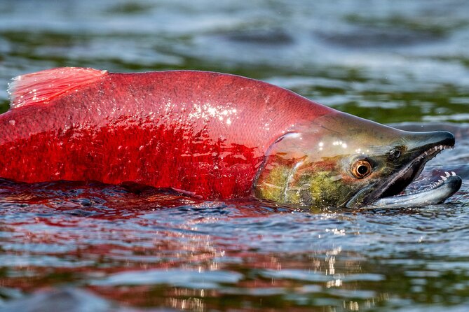 E-Bike Salmon Adventure