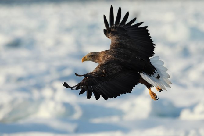 Eagle and Wildlife Watching Tour - Good To Know