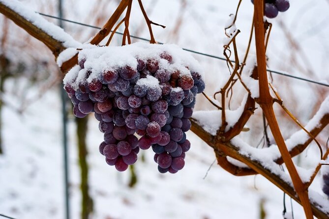 East Kelowna Wine Tour – Classic – 4 Wineries