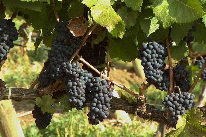 East Kelowna Wine Tour – Classic – 6 Wineries