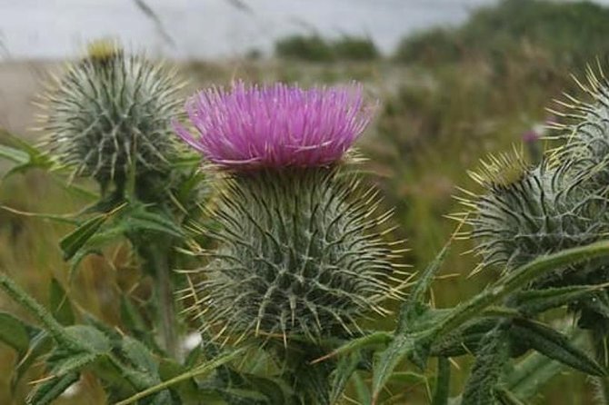 Edinburgh City Centre and St Andrews Private Driving Day Tour