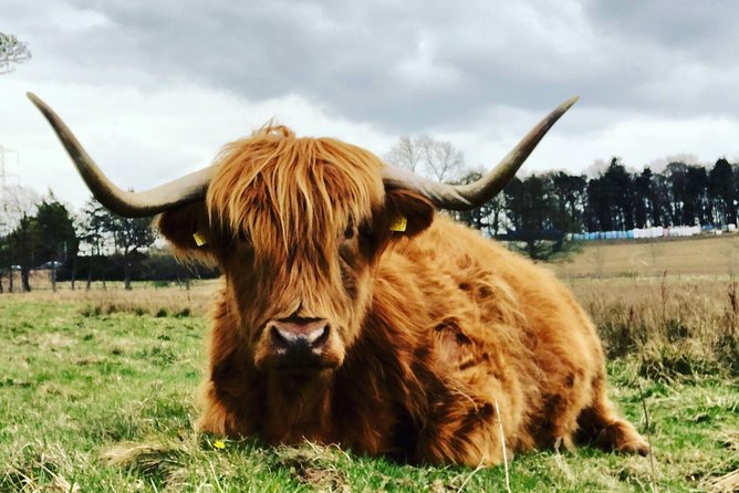 Edinburgh City Centre Private and Personal Half Day Driving Tour