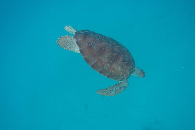 Elegance Catamaran Cruises Sailing Lunch Snorkel and Swim Excursion - Good To Know