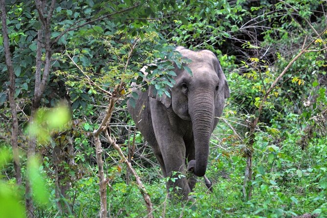 Elephant and Animal Watching in Kuiburi National Park – Join Afternoon Tour