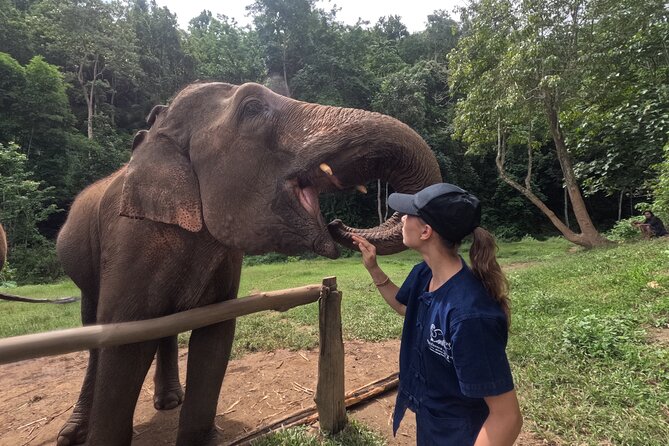 Elephant Care Program at Chiangmai Elephant Care - Good To Know
