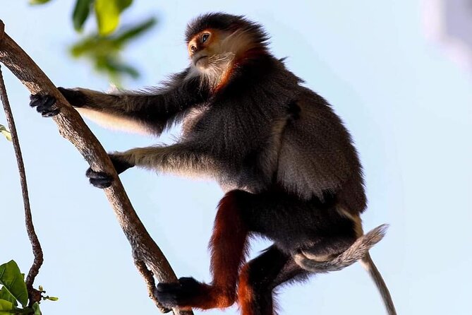 Endangered Monkeys Watching - Red Shanked Douc Langurs - Good To Know