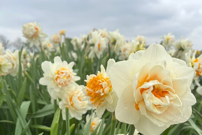 3 Best Guided Tours In South Holland