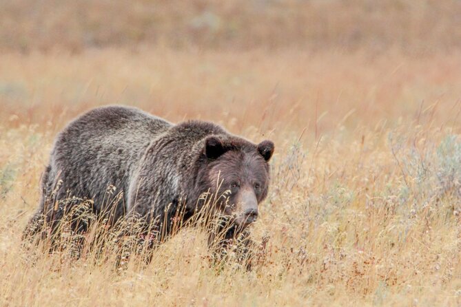 Epic Yellowstone Private Tour - Pickup and Drop-off