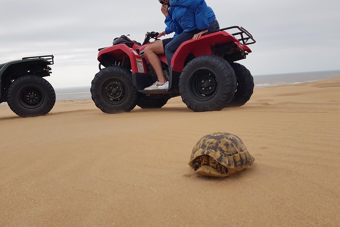 14 Best 2 Hour Tours and Experiences in Essaouira