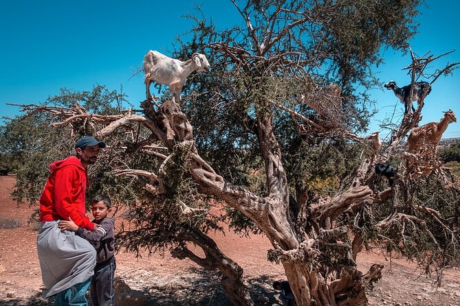 Essaouira Day Trip From Marrakech - Good To Know