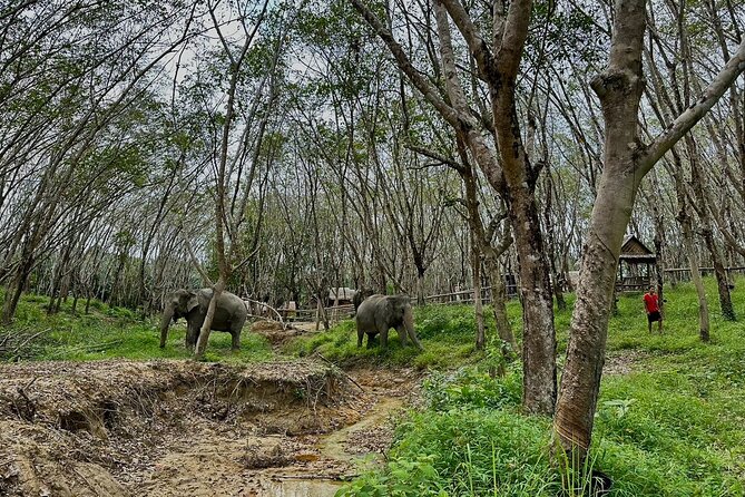 Evening Guide Tour to Khaolak Elephant Sanctuary Free 1 Cocktail - Good To Know