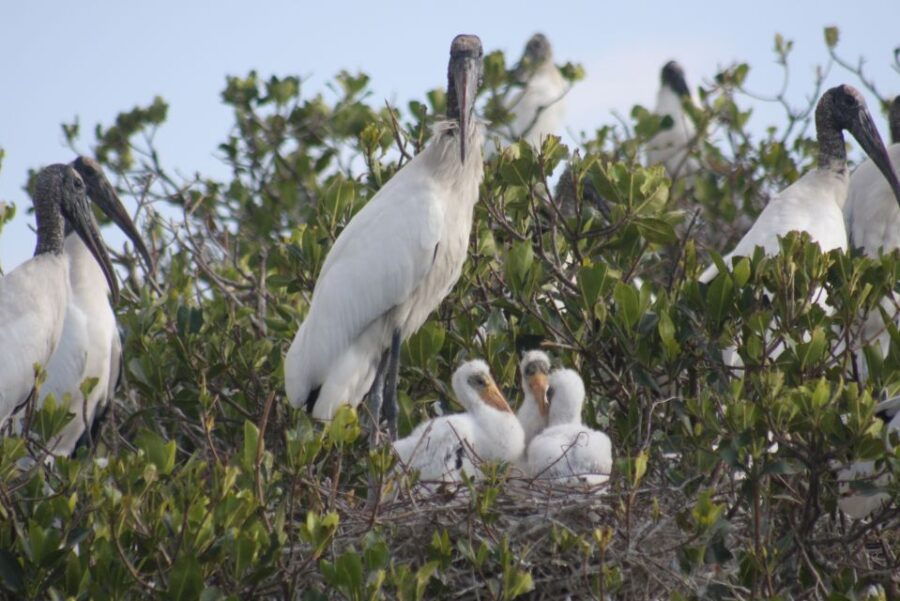 Everglades Day Safari From Sanibel, Fort Myers & Naples