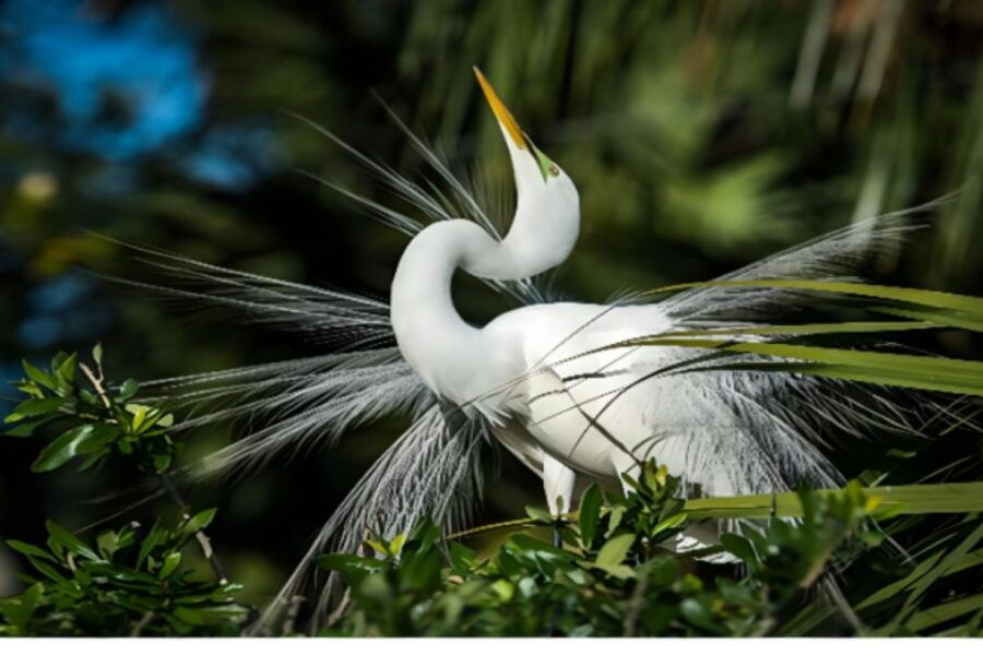 Everglades Immersion Tour: The Ultimate Everglades Adventure