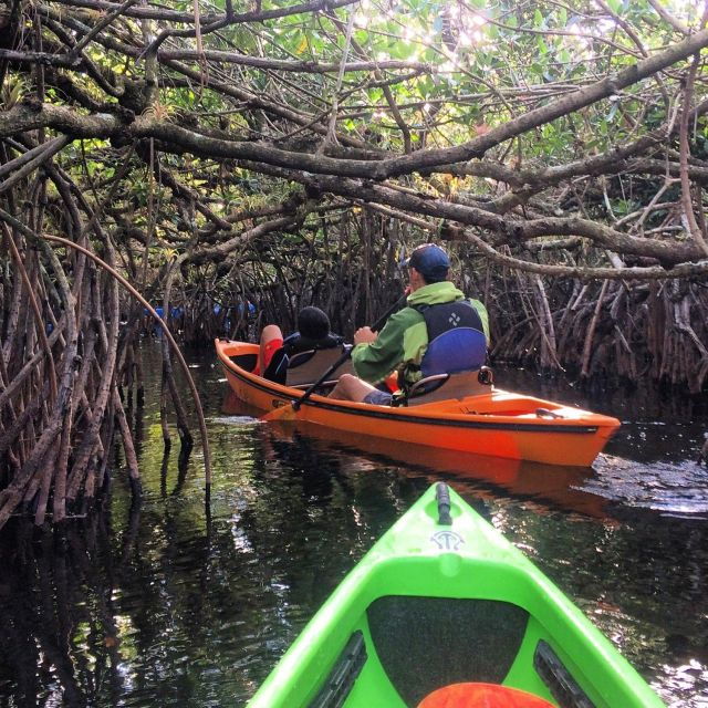 Everglades Kayak Safari Adventure Through Mangrove Tunnels